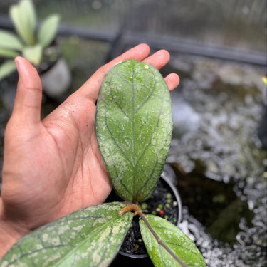 Hoya Lacunosa “Var-Tricolor” Bruno