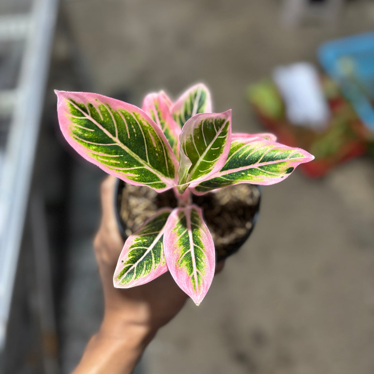 Aglaonema Lotus