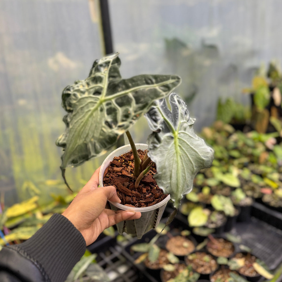 Alocasia Venom