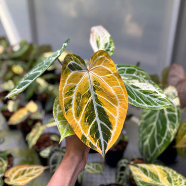 Anthurium Hellboy x Muchlis Rc Variegated