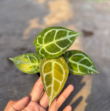 Anthurium Silver Chrome x Red Tiger Variegated