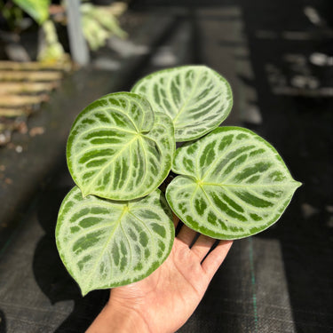 Anthurium Dorayaki White Variegated
