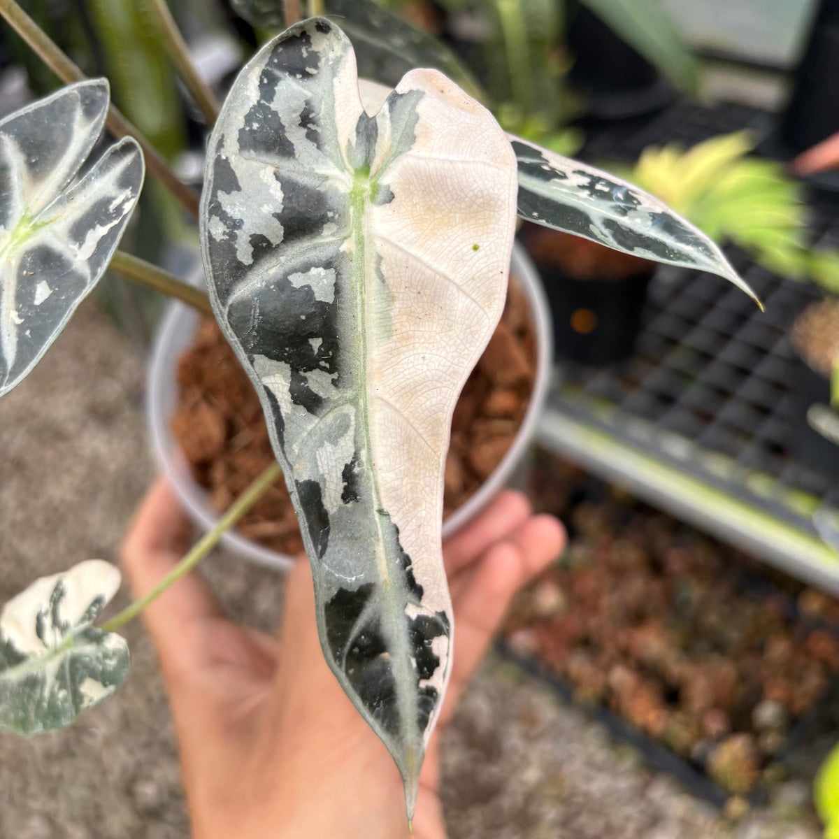 Alocasia bambino variegated