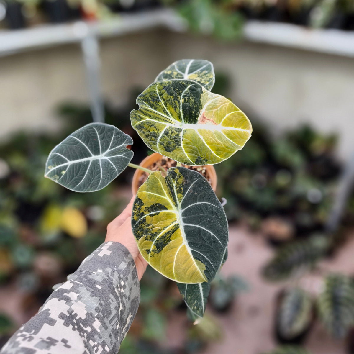 Alocasia Black Velvet Aurea