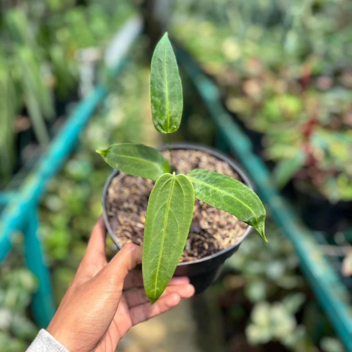 Anthurium Forgetii Long