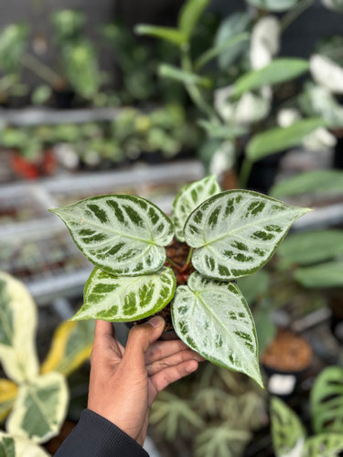 Anthurium Dorayaki White Variegated
