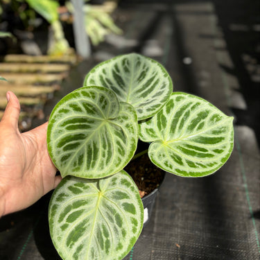 Anthurium Dorayaki White Variegated