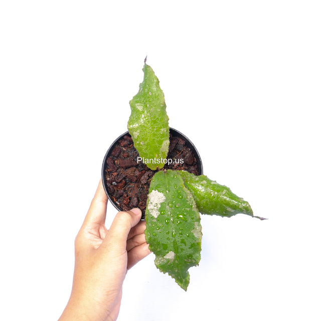 Hoya Undulata Splash