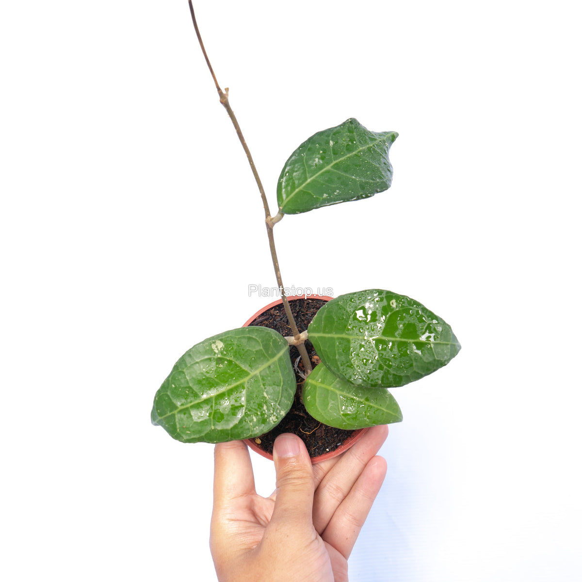 Hoya Verticillata Lampung