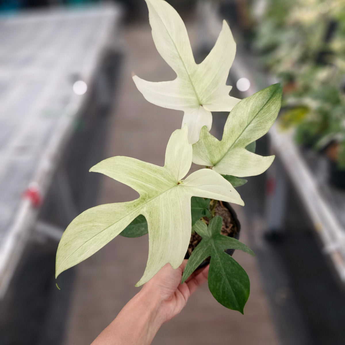 Philodendron Florida Ghost - Medium size