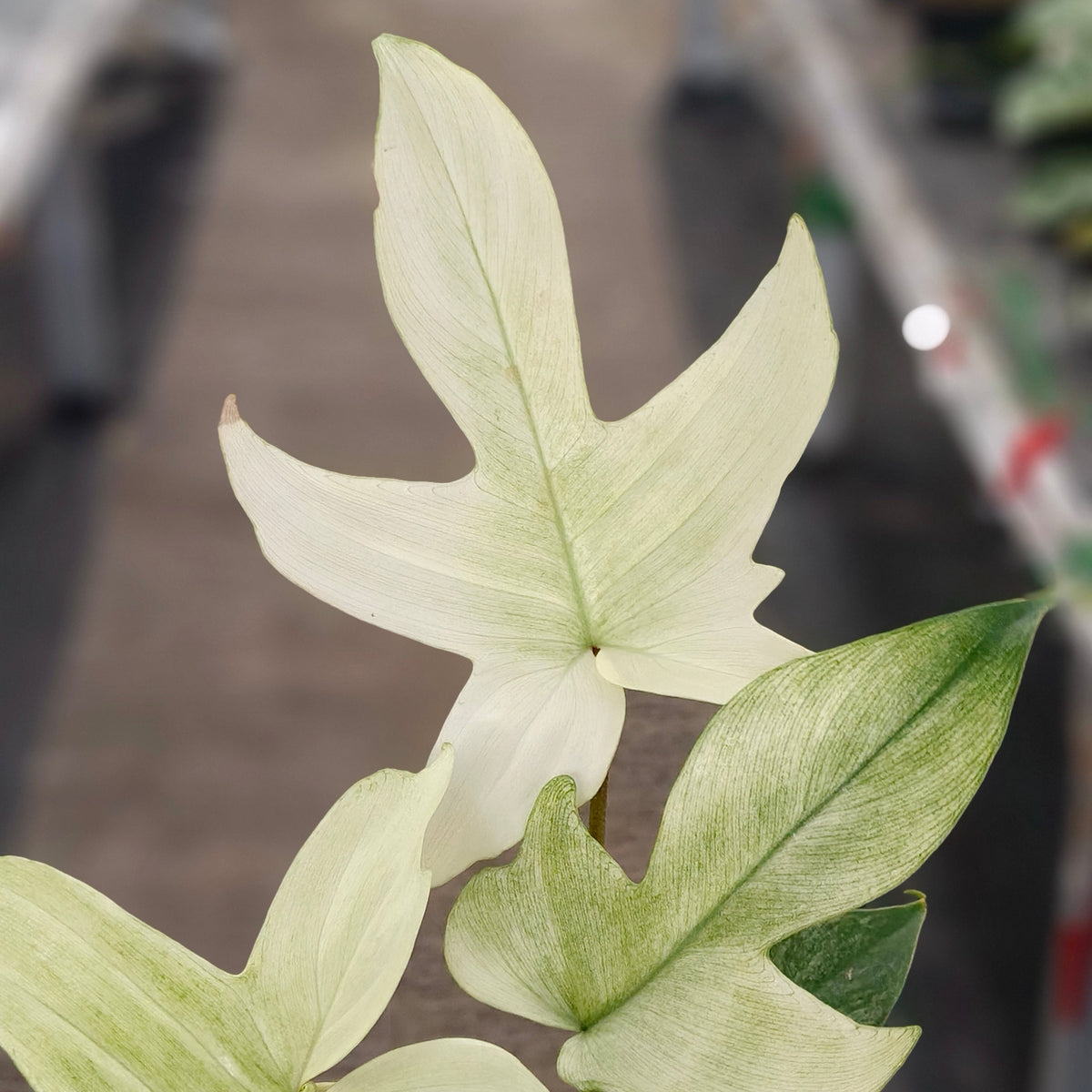 Philodendron Florida Ghost - Medium size