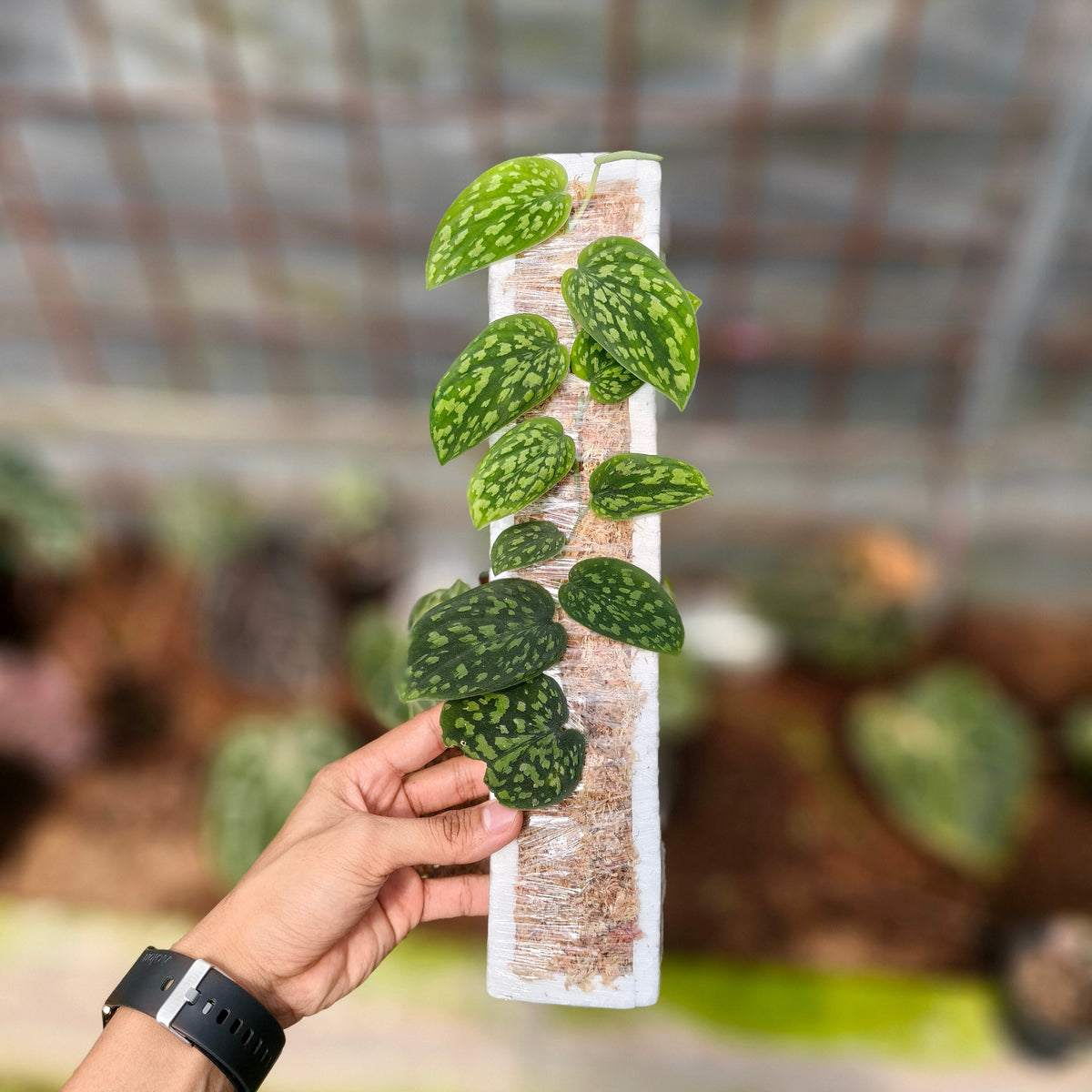 Scindapsus Snake scale