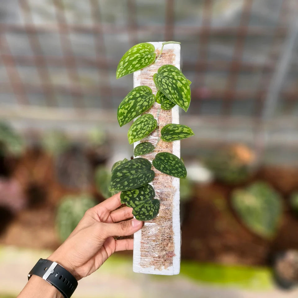 Scindapsus Snake scale
