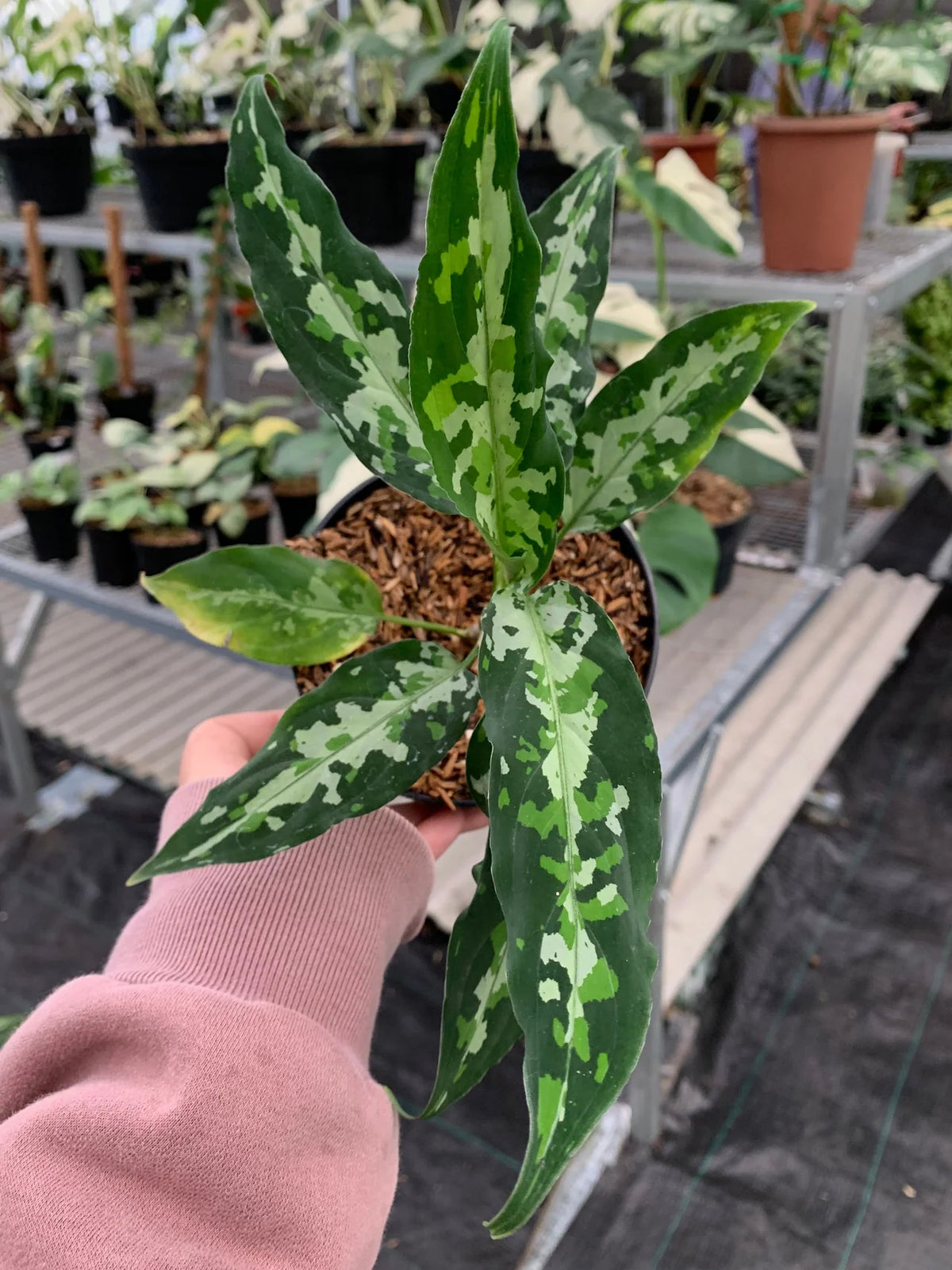 Aglaonema Pictum Narrow