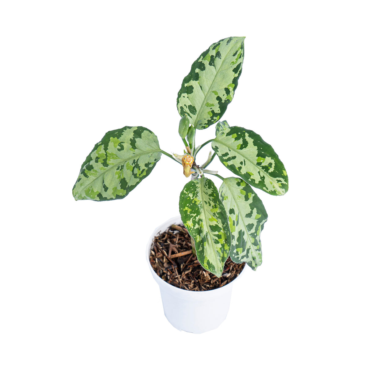 Aglaonema pictum tricolor cream