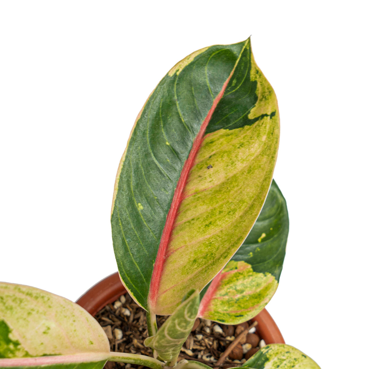 Aglaonema donacarmen santi variegated