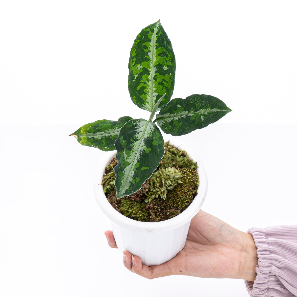 Aglaonema Pictum Tricolor