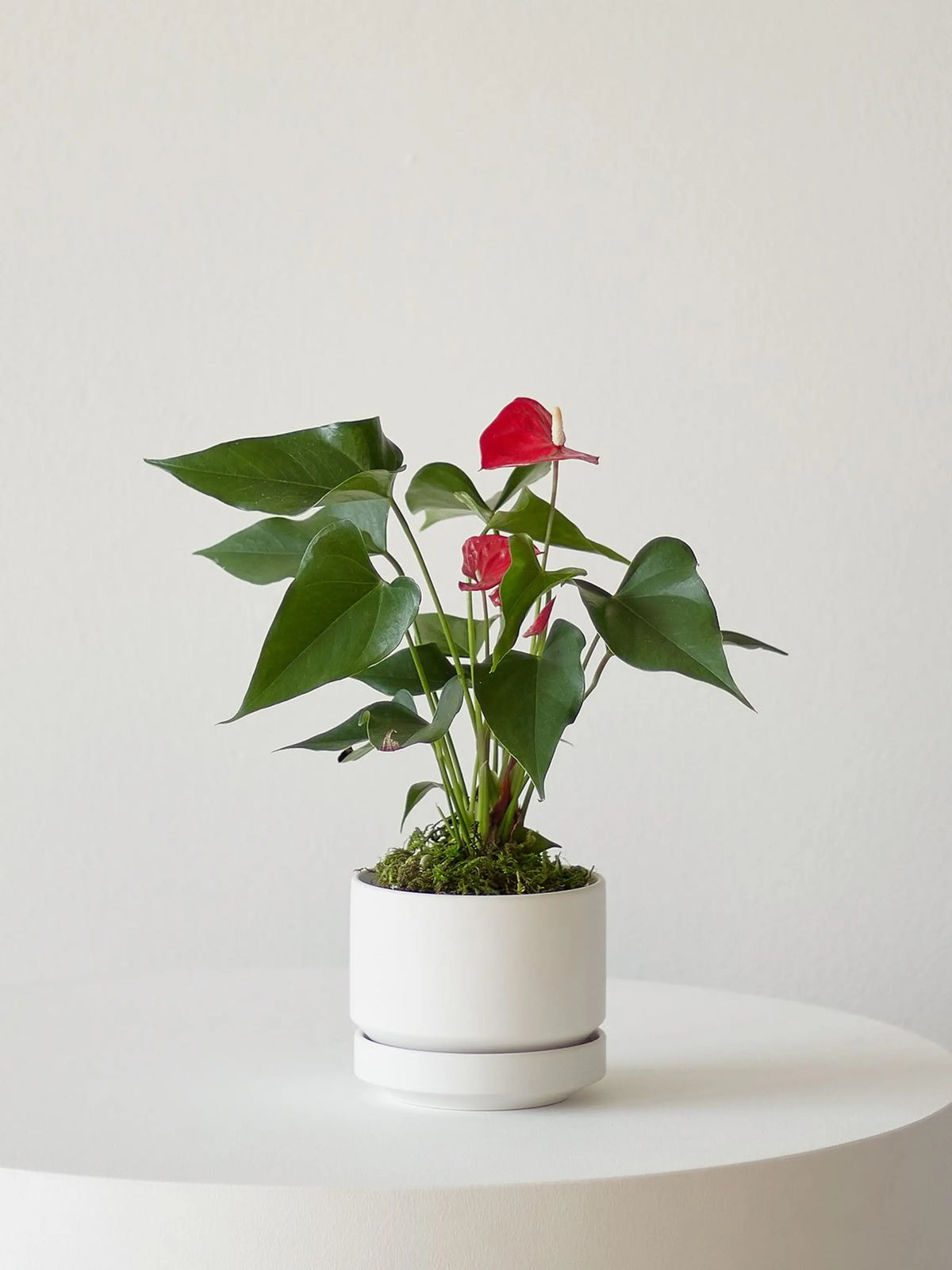 Anthurium - King of Hearts