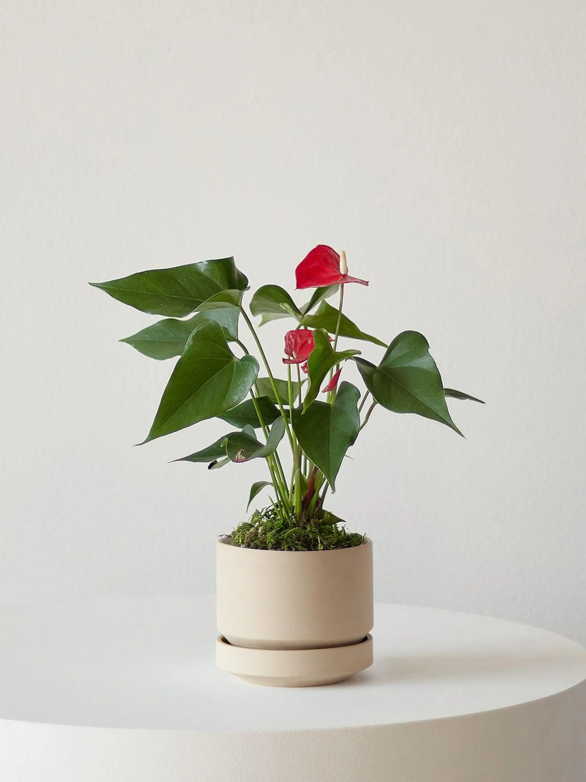 Anthurium - King of Hearts