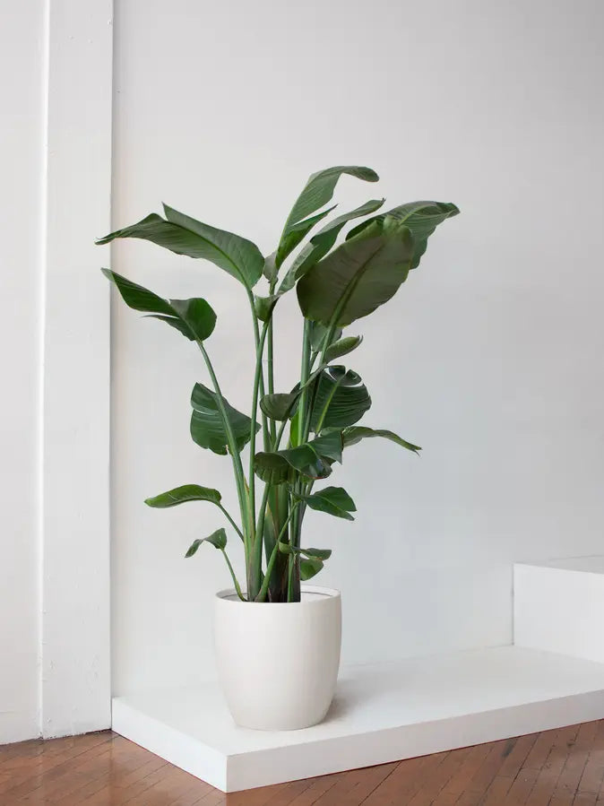 Bird of Paradise 6 ft tall Extra Large Mediterra