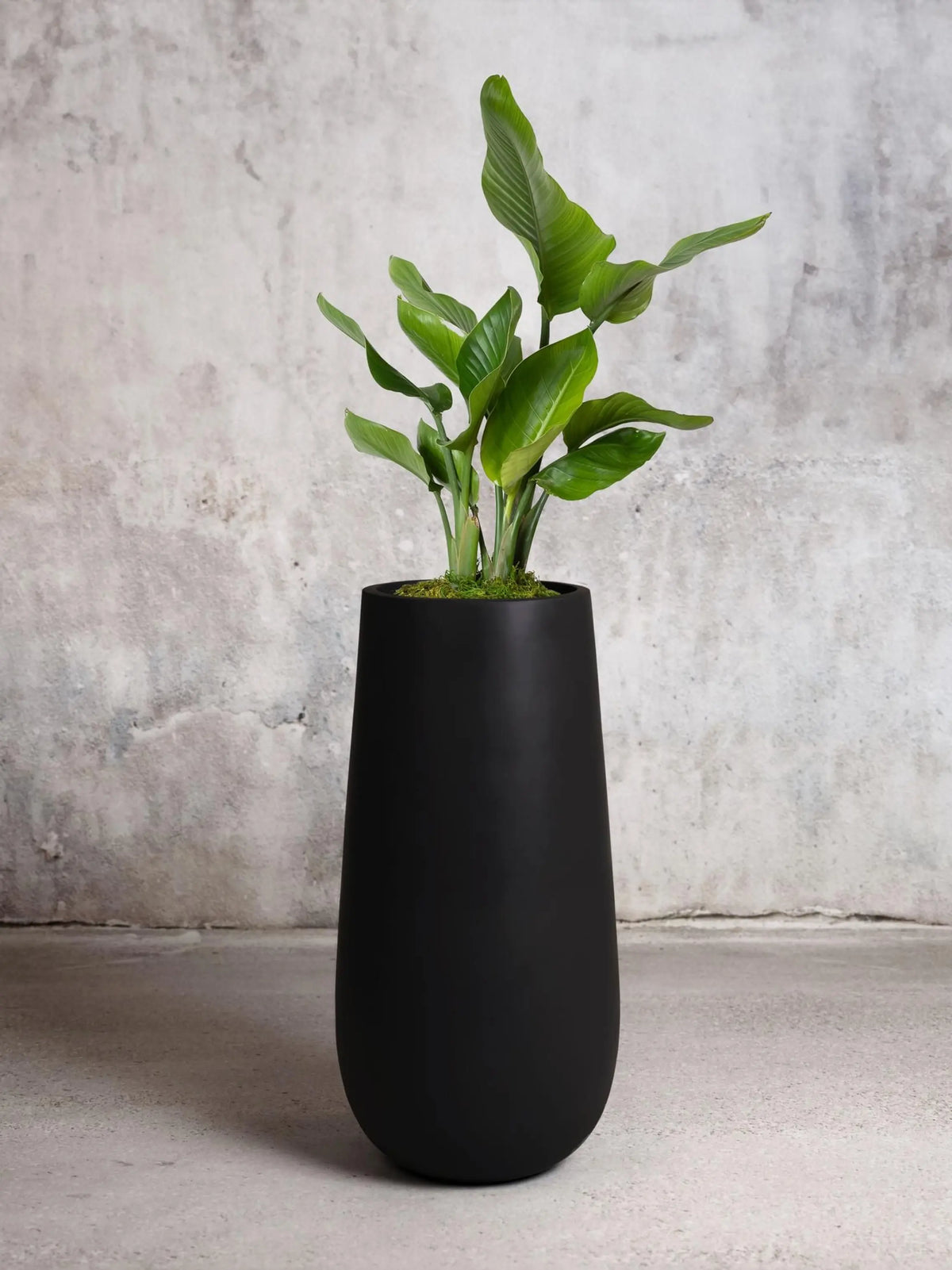 Bird of Paradise 4 ½ - 5 ½ ft tall Large Flute