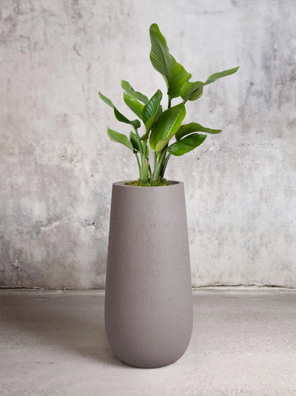 Bird of Paradise 4 ½ - 5 ½ ft tall Large Flute