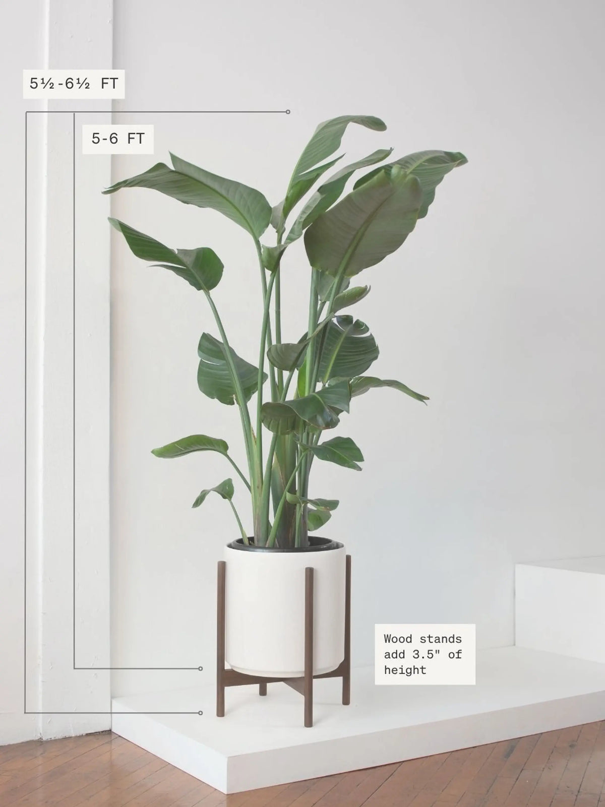 Bird of Paradise 6 ft tall Extra Large Mid-Century