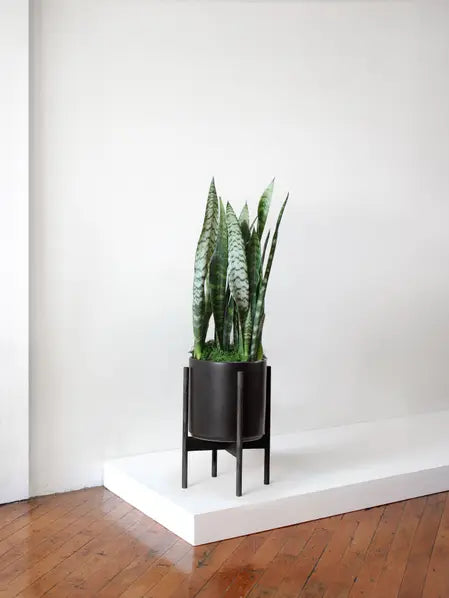 Black Coral Snake Plant