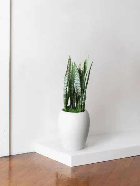 Black Coral Snake Plant