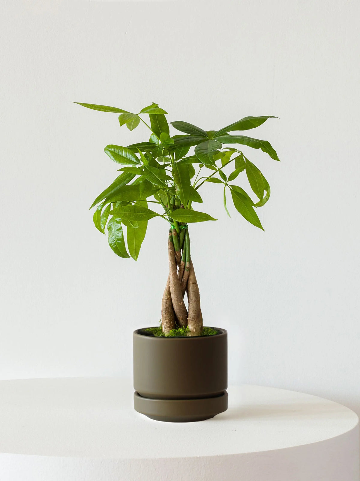 Braided Money Tree 1 ft tall Small Scandinavian Ceramic