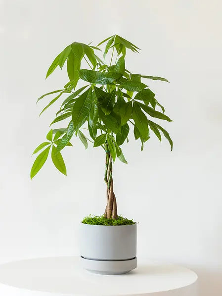 Braided Money Tree