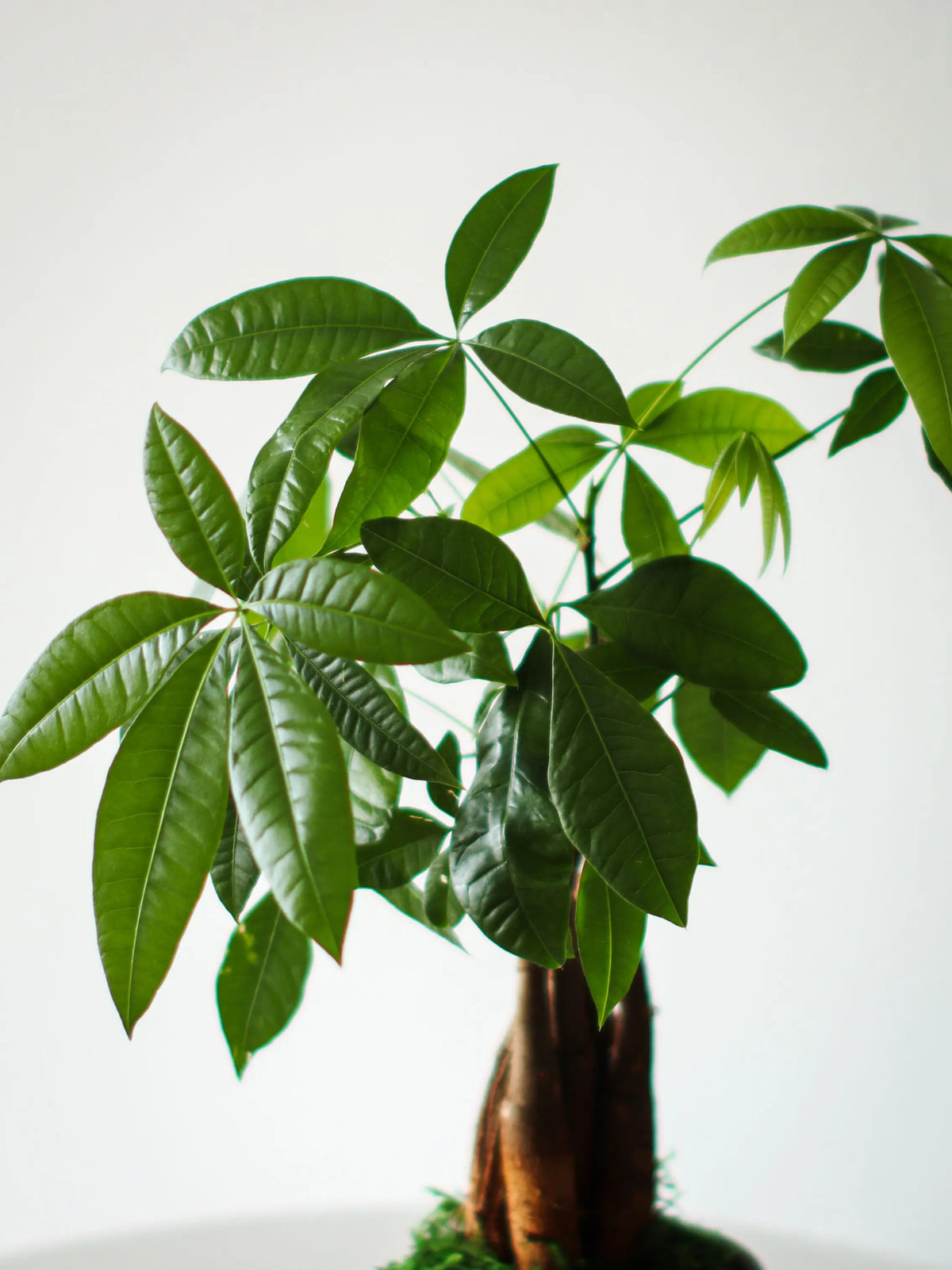 Braided Money Tree 1 ft tall Small Scandinavian Ceramic