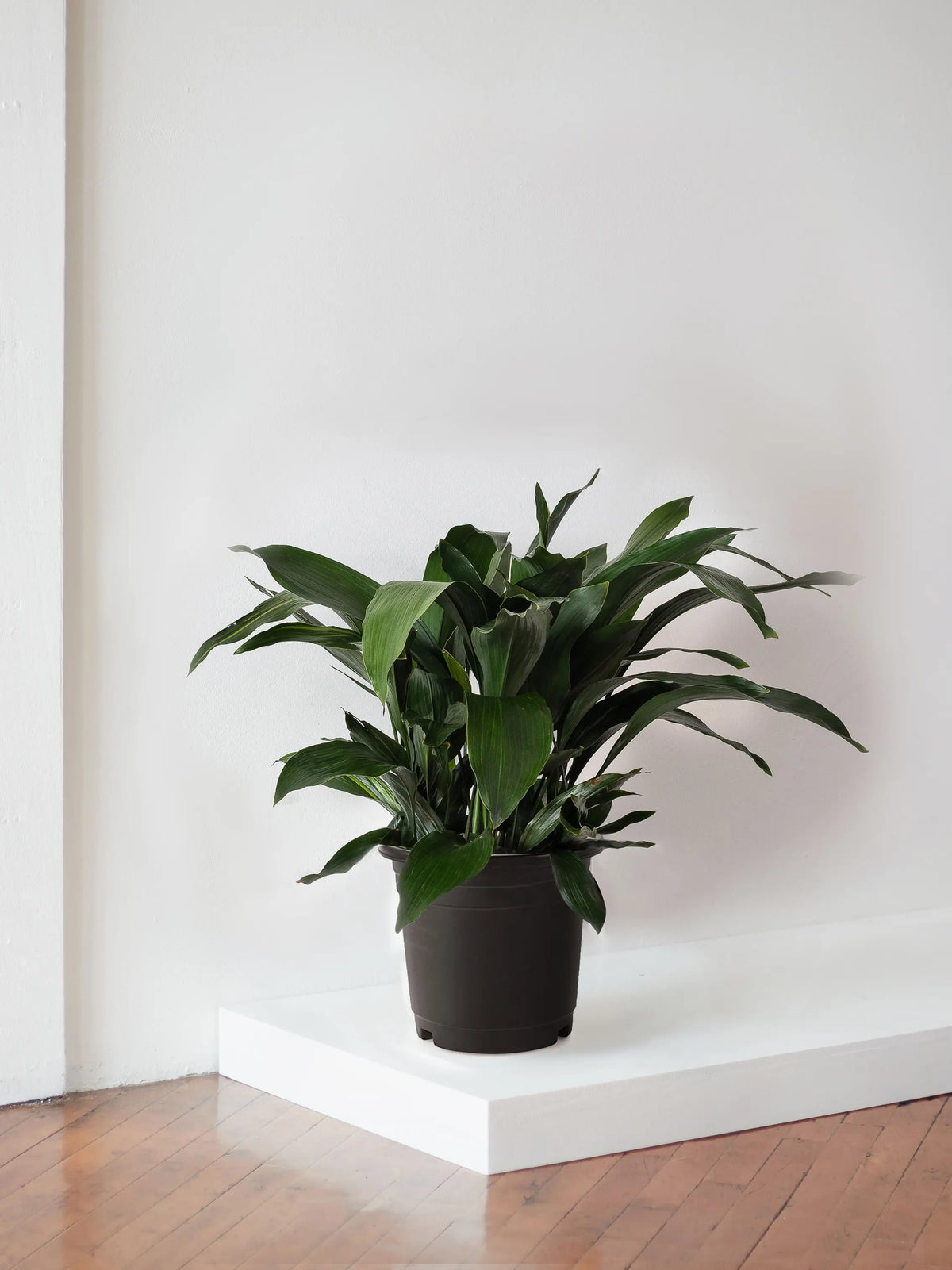 Cast Iron Plant 3 – 3½ feet tall Large Nursery Pot