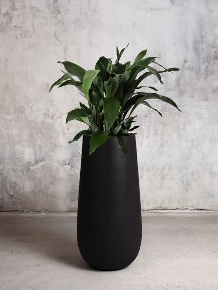 Cast Iron Plant