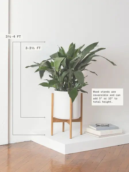 Cast Iron Plant