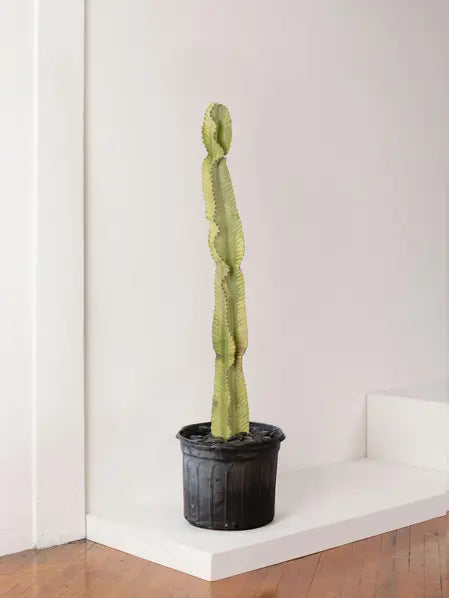 Desert Cactus