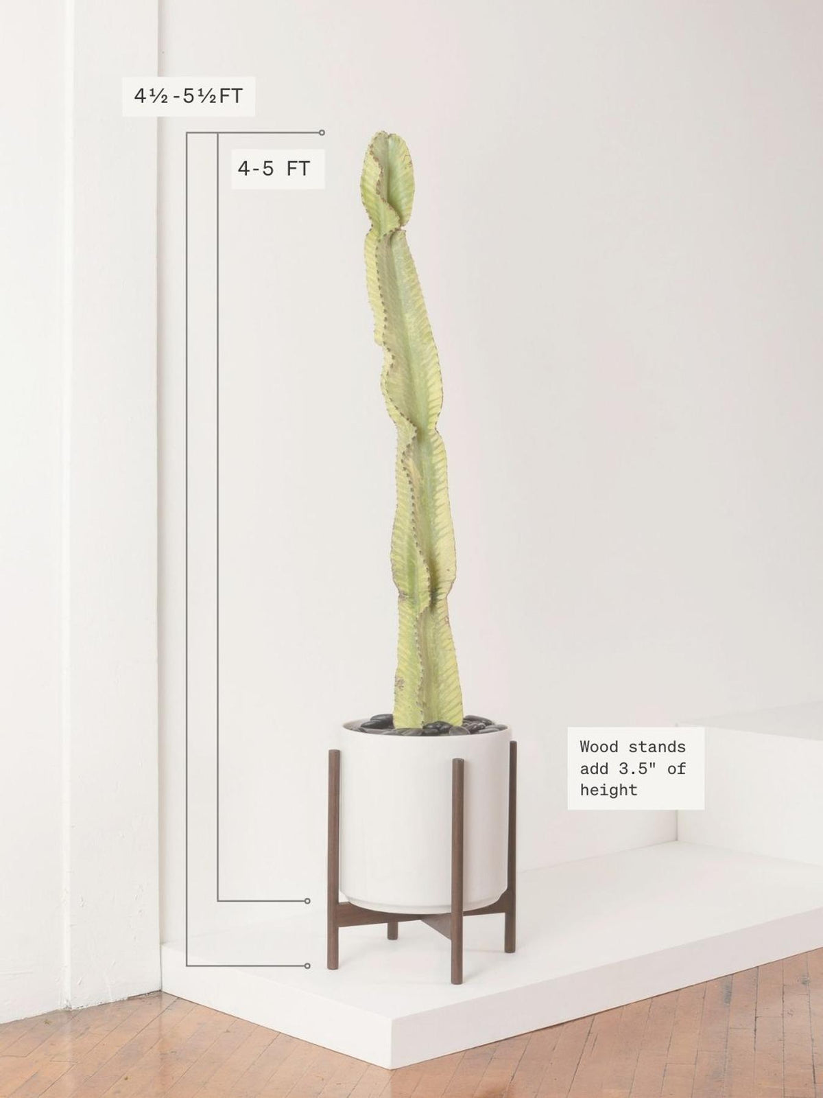 Desert Cactus