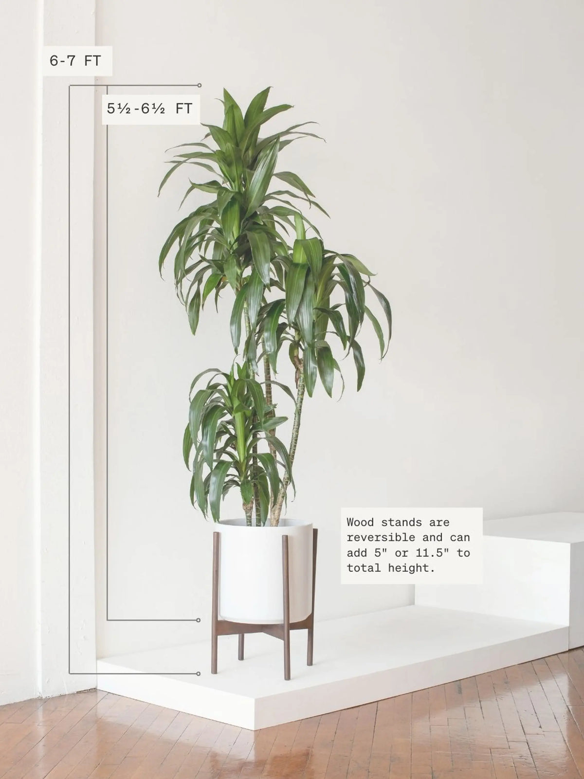 Dracaena Lisa