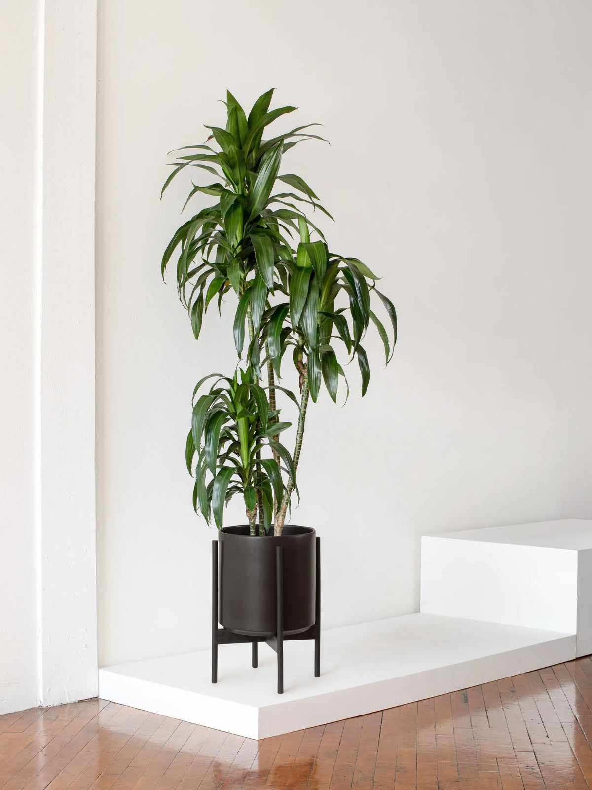 Dracaena Lisa