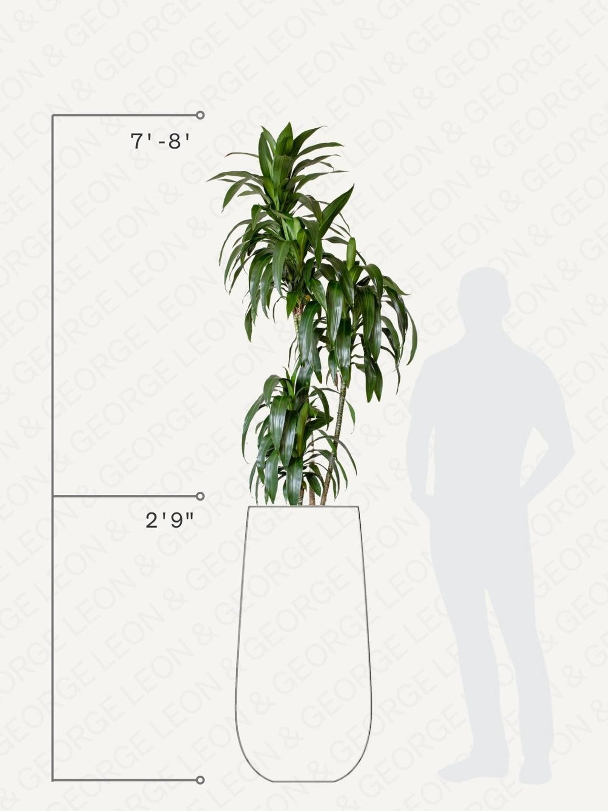 Dracaena Lisa