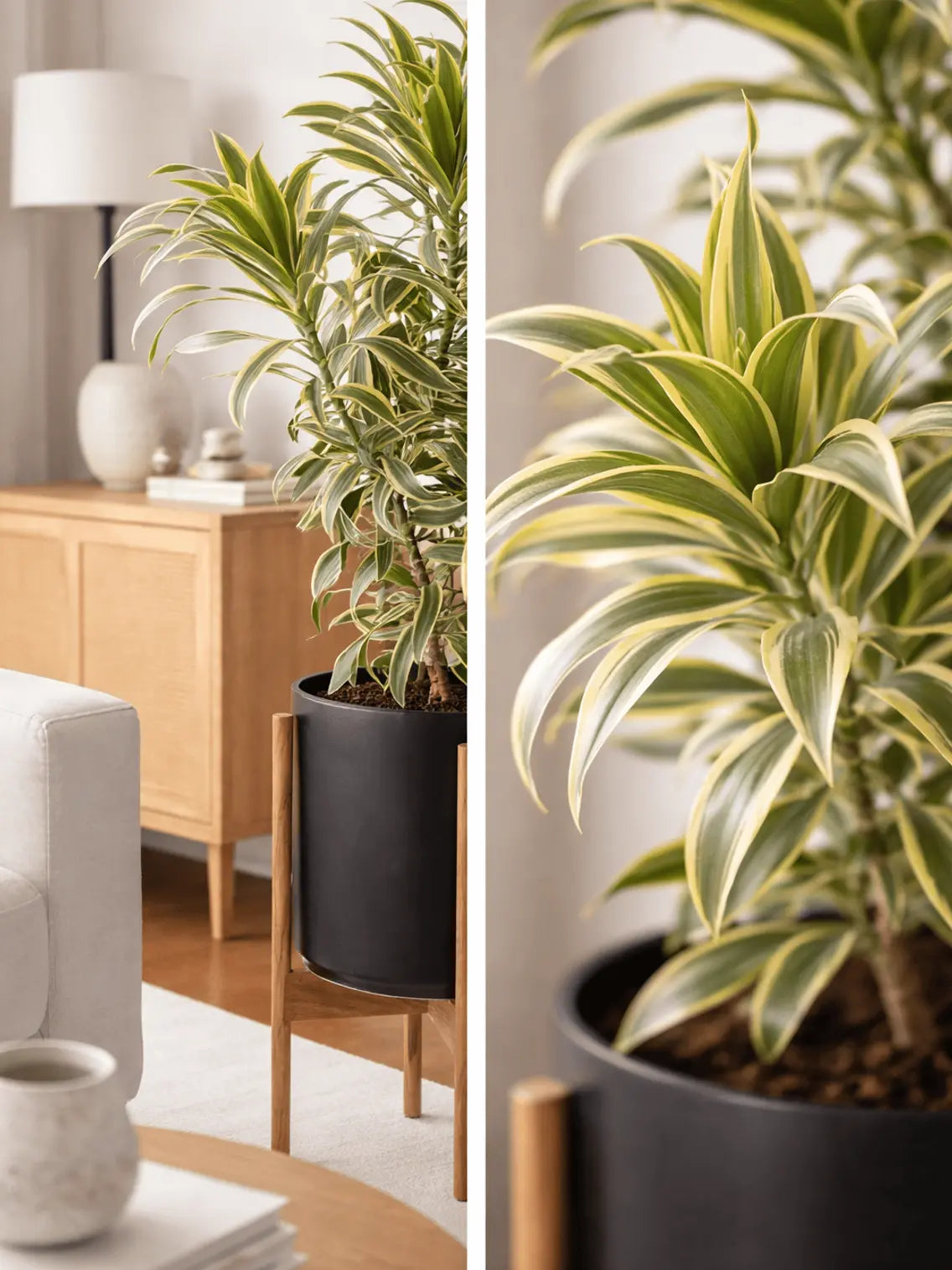 Dracaena Song of India