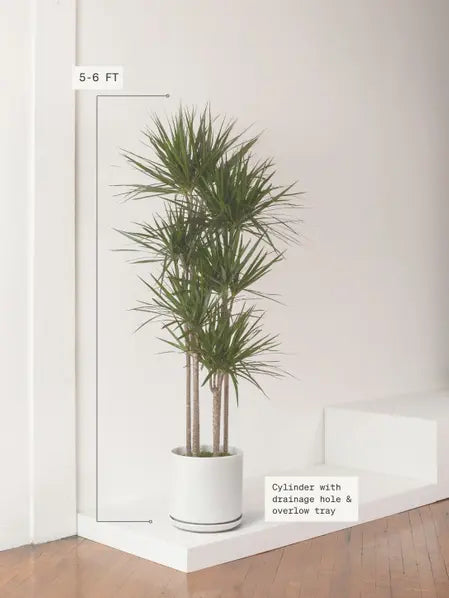 Dragon Tree 10.00