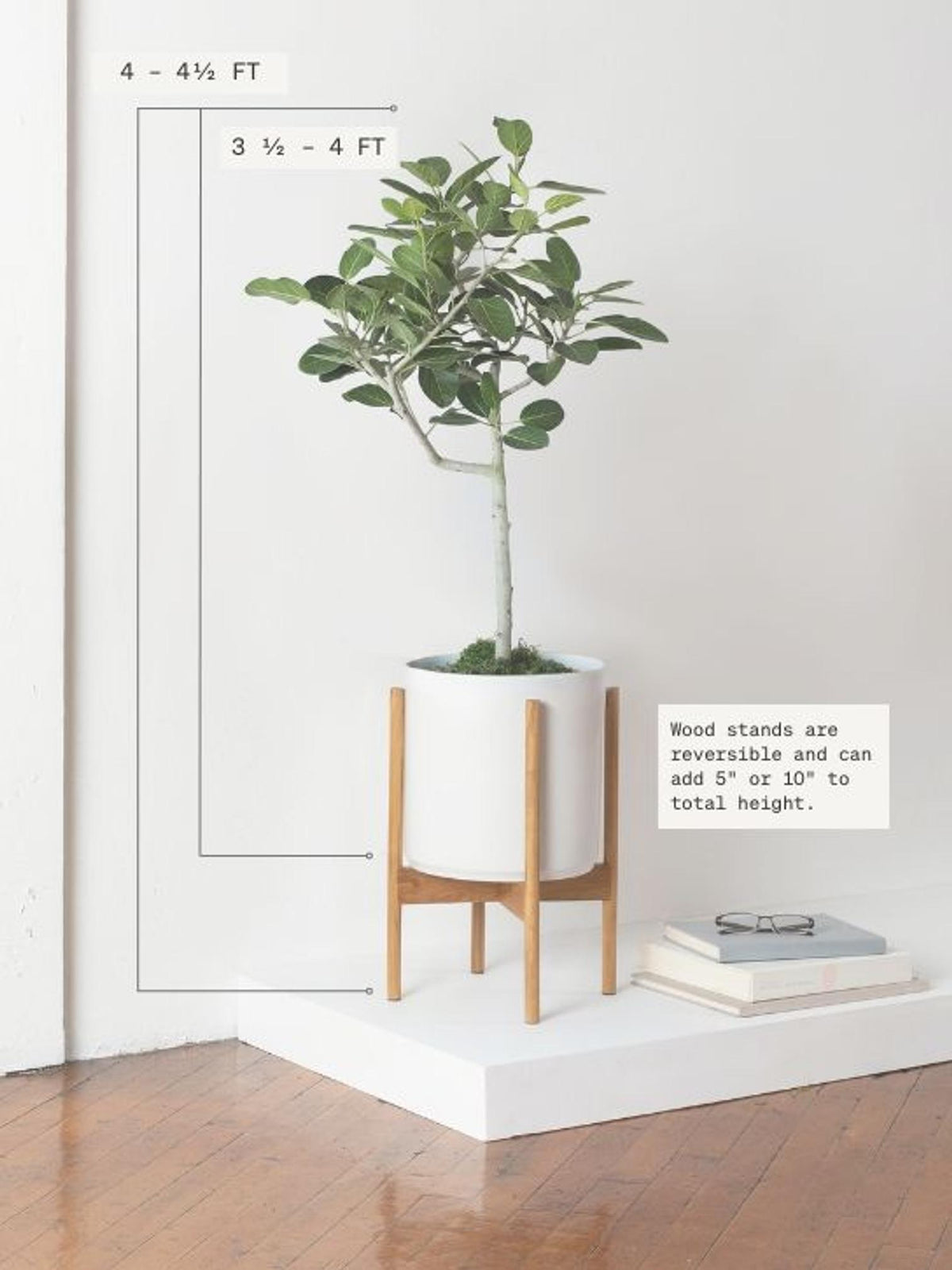 Ficus Audrey Tree