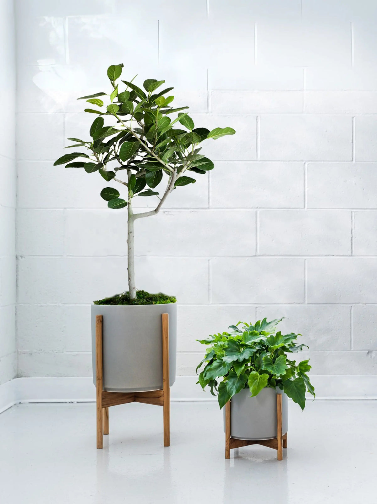 Ficus Audrey Tree