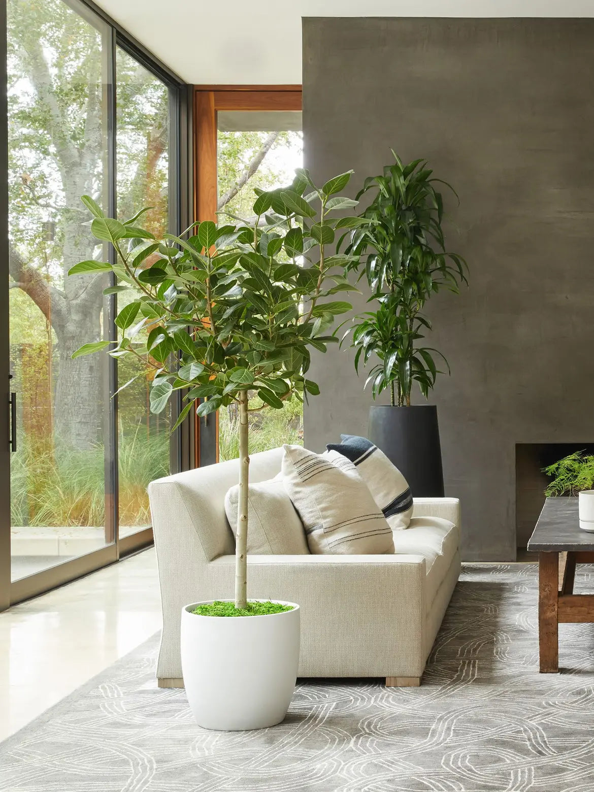Ficus Audrey Tree