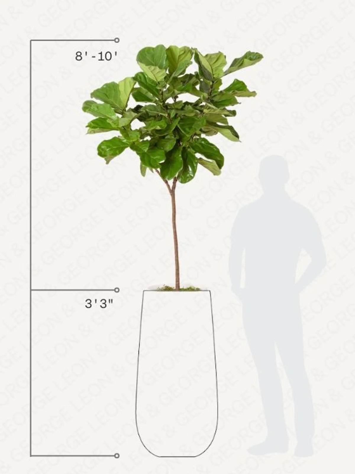 Fiddle Leaf Fig Tree