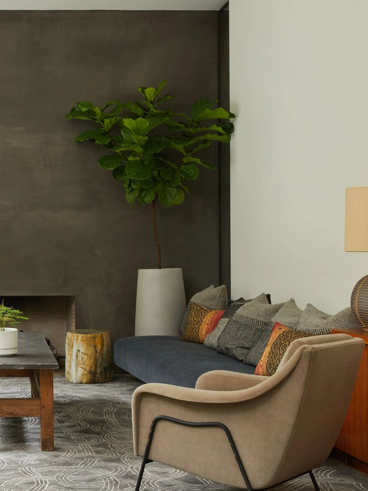 Fiddle Leaf Fig Tree