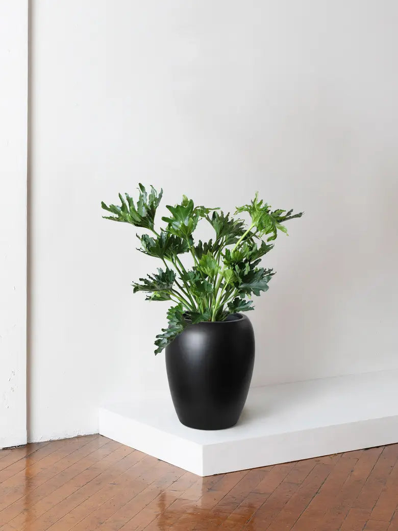 Hope Philodendron