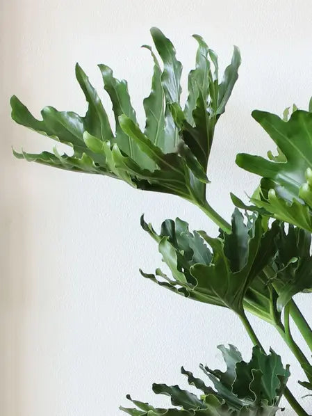 Hope Philodendron 13.50