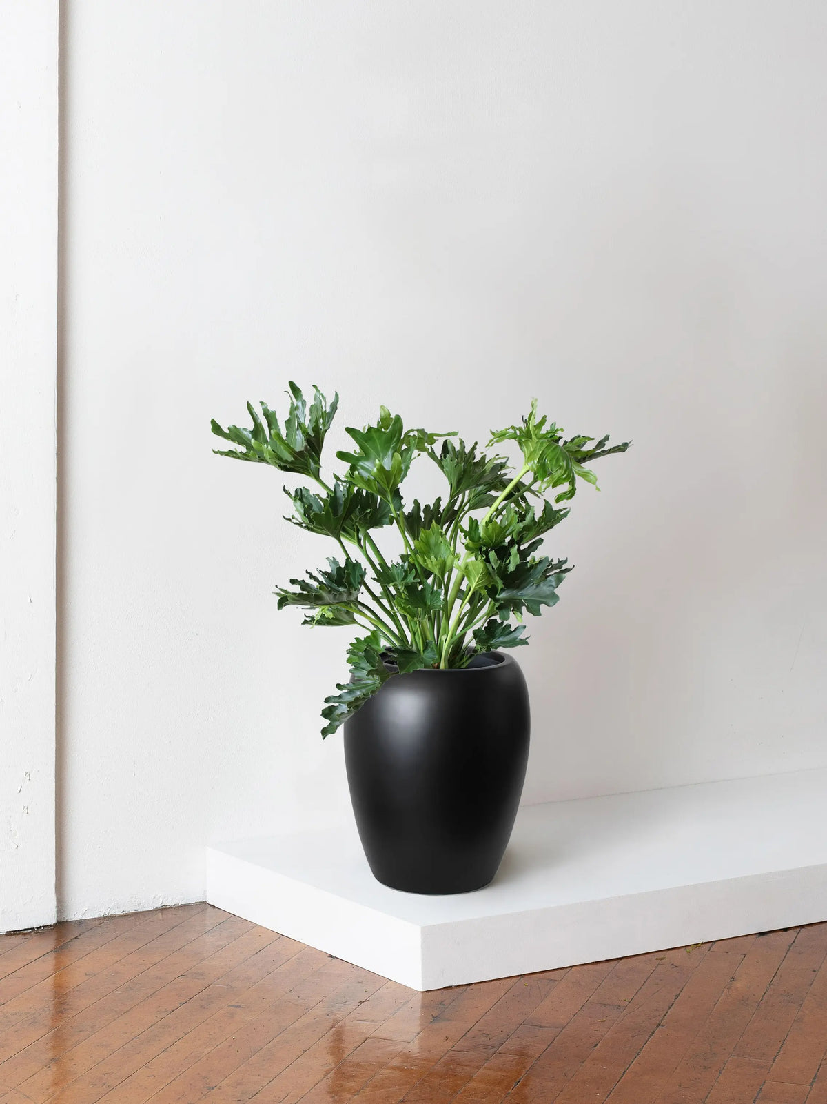 Hope Philodendron